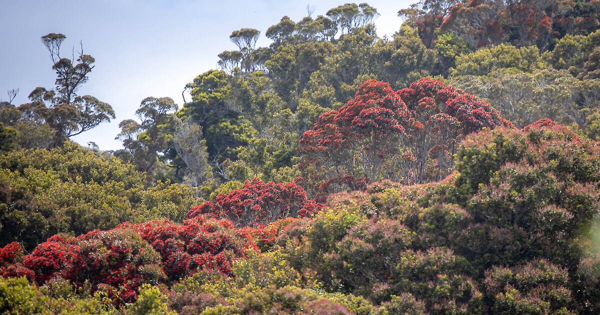 Bluff Hill Motupōhue Environment Trust logo