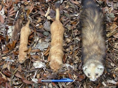 Weasel, Stoat and a Ferret. (photo from Northland Regional Council website)