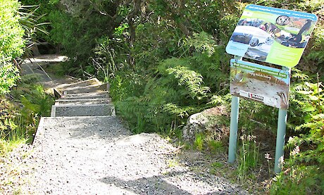 Our information panel at the top of the Topuni walking track