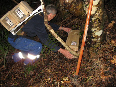 Norm Irwin installing a mustelid trap.